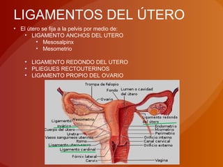 LIGAMENTOS DEL ÚTERO
• El útero se fija a la pelvis por medio de:
• LIGAMENTO ANCHOS DEL UTERO
• Mesosalpinx
• Mesometrio
• LIGAMENTO REDONDO DEL UTERO
• PLIEGUES RECTOUTERINOS
• LIGAMENTO PROPIO DEL OVARIO
 