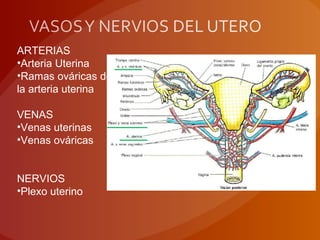 ARTERIAS
•Arteria Uterina
•Ramas ováricas de
la arteria uterina
VENAS
•Venas uterinas
•Venas ováricas
NERVIOS
•Plexo uterino
 