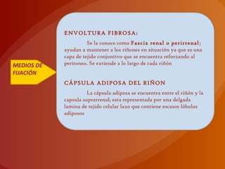 MEDIOS DE
FIJACIÓN
ENVOLTURA FIBROSA:
Se la conoce como Fascia renal o perirrenal;
ayudan a mantener a los riñones en situación ya que es una
capa de tejido conjuntivo que se encuentra reforzando al
peritoneo. Se extiende a lo largo de cada riñón
CÁPSULA ADIPOSA DEL RIÑON
La cápsula adiposa se encuentra entre el riñón y la
capsula suprarrenal; esta representada por una delgada
lamina de tejido celular laxo que contiene escasos lóbulos
adiposos
 