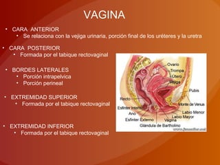 VAGINA
• CARA ANTERIOR
• Se relaciona con la vejiga urinaria, porción final de los uréteres y la uretra
• CARA POSTERIOR
• Formada por el tabique rectovaginal
• BORDES LATERALES
• Porción intrapelvica
• Porción perineal
• EXTREMIDAD SUPERIOR
• Formada por el tabique rectovaginal
• EXTREMIDAD INFERIOR
• Formada por el tabique rectovaginal
 