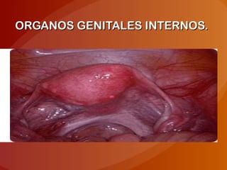 ORGANOS GENITALES INTERNOS.ORGANOS GENITALES INTERNOS.
 