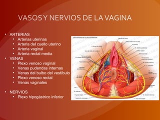 • ARTERIAS
• Arterias uterinas
• Arteria del cuello uterino
• Arteria vaginal
• Arteria rectal media
• VENAS
• Plexo venoso vaginal
• Venas pudendas internas
• Venas del bulbo del vestíbulo
• Plexo venoso rectal
• Venas vaginales
• NERVIOS
• Plexo hipogástrico inferior
 
