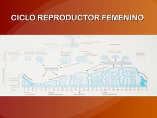 CICLO REPRODUCTOR FEMENINOCICLO REPRODUCTOR FEMENINO
 