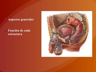 Aspectos generales
Función de cada
estructura
 