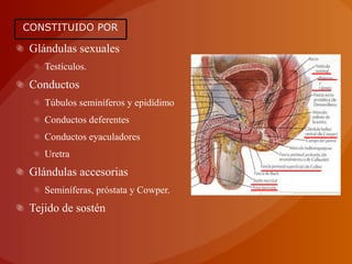 Glándulas sexuales
Testículos.
Conductos
Túbulos seminíferos y epidídimo
Conductos deferentes
Conductos eyaculadores
Uretra
Glándulas accesorias
Seminíferas, próstata y Cowper.
Tejido de sostén
CONSTITUIDO PORCONSTITUIDO POR
 