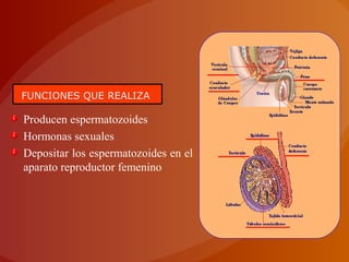 FUNCIONES QUE REALIZAFUNCIONES QUE REALIZA
Producen espermatozoides
Hormonas sexuales
Depositar los espermatozoides en el
aparato reproductor femenino
 