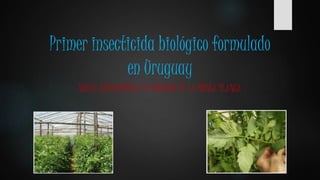 Primer insecticida biológico formulado
en Uruguay
NUEVA HERRAMIENTA DE CONTROL DE LA MOSCA BLANCA
 