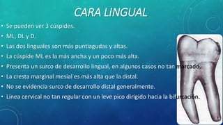 CARA LINGUAL
• Se pueden ver 3 cúspides.
• ML, DL y D.
• Las dos linguales son más puntiagudas y altas.
• La cúspide ML es la más ancha y un poco más alta.
• Presenta un surco de desarrollo lingual, en algunos casos no tan marcado.
• La cresta marginal mesial es más alta que la distal.
• No se evidencia surco de desarrollo distal generalmente.
• Línea cervical no tan regular con un leve pico dirigido hacia la bifurcación.
 
