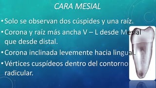CARA MESIAL
•Solo se observan dos cúspides y una raíz.
•Corona y raíz más ancha V – L desde Mesial
que desde distal.
•Corona inclinada levemente hacia lingual.
•Vértices cuspídeos dentro del contorno
radicular.
 
