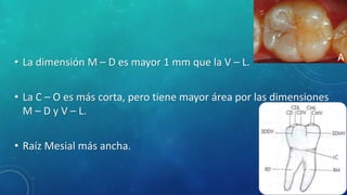 • La dimensión M – D es mayor 1 mm que la V – L.
• La C – O es más corta, pero tiene mayor área por las dimensiones
M – D y V – L.
• Raíz Mesial más ancha.
 