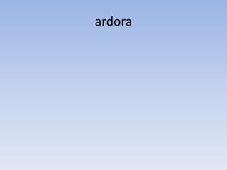 ardora
 