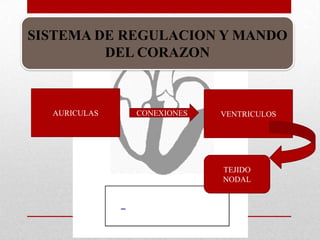 SISTEMA DE REGULACION Y MANDO
DEL CORAZON
AURICULAS VENTRICULOSCONEXIONES
TEJIDO
NODAL
 