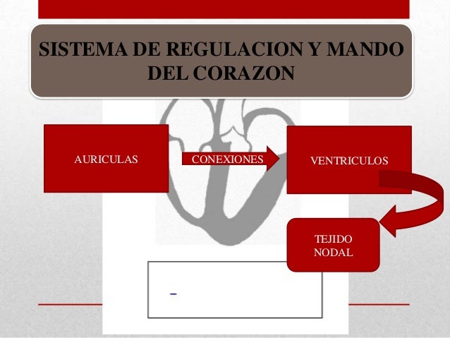 SISTEMA DE REGULACION Y MANDO DEL CORAZON
