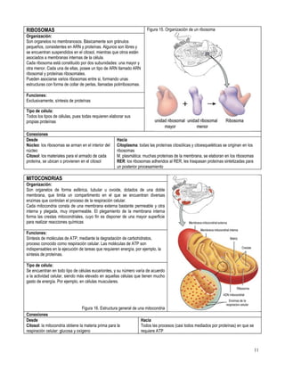 Primero medio biología