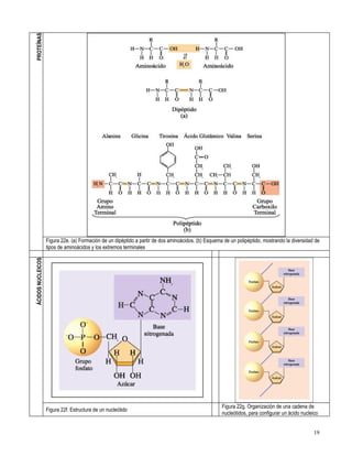 Primero medio biología