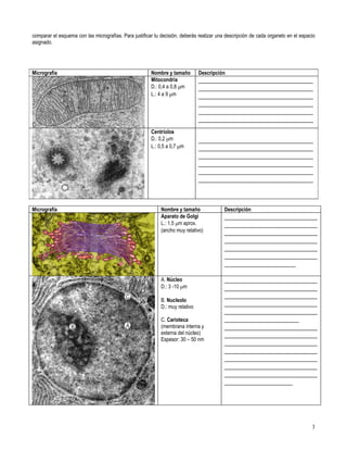 Primero medio biología