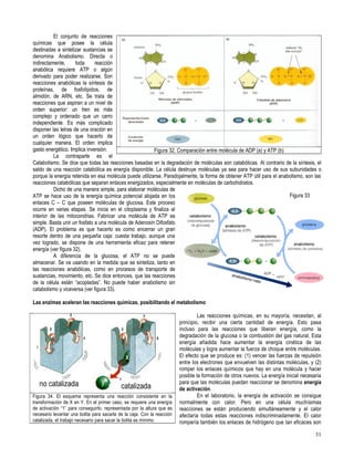 Primero medio biología
