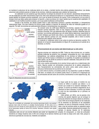 Primero medio biología