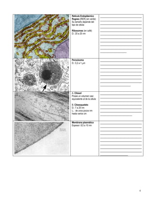 Primero medio biología