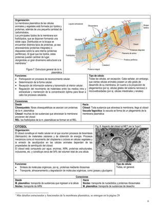 Primero medio biología