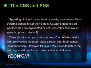 The CNS and PNS

    Speaking of signal transmission speeds, some nerve fibers
transmit signals faster than others. Usuall...