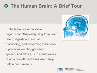 The Human Brain: A Brief Tour



 The brain is a remarkable
organ, controlling everything from heart
rate to digestion to ...