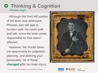 Thinking & Cognition
    Phineas Gage

  Although the front left portion
of his brain was destroyed,
Phineas was still abl...