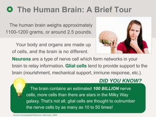The Human Brain: A Brief Tour
 The human brain weighs approximately
1100-1200 grams, or around 2.5 pounds.

    Your body ...