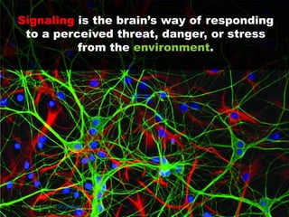 Signaling is the brain’s way of responding
 to a perceived threat, danger, or stress
          from the environment.




P...