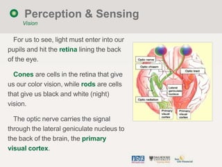 Perception & Sensing
     Vision


  For us to see, light must enter into our
pupils and hit the retina lining the back
of...