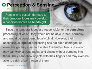 Perception & Sensing
  Vision: Blindsight

  People who sustain damage to
their temporal lobes may develop
a condition kno...