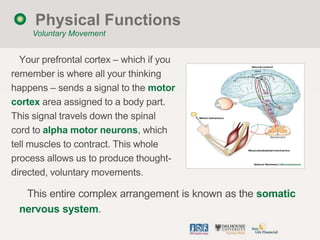 Physical Functions
     Voluntary Movement


  Your prefrontal cortex – which if you
remember is where all your thinking
h...