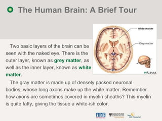 The Human Brain: A Brief Tour



  Two basic layers of the brain can be
seen with the naked eye. There is the
outer layer,...