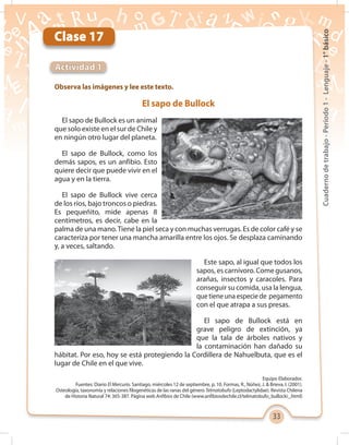 33
Cuadernodetrabajo-Período1-Lenguaje-1°básico
Clase 17
Observa las imágenes y lee este texto.
Actividad 1
El sapo de Bullock
El sapo de Bullock es un animal
que solo existe en el sur de Chile y
en ningún otro lugar del planeta.
El sapo de Bullock, como los
demás sapos, es un anfibio. Esto
quiere decir que puede vivir en el
agua y en la tierra.
El sapo de Bullock vive cerca
de los ríos, bajo troncos o piedras.
Es pequeñito, mide apenas 8
centímetros, es decir, cabe en la
palma de una mano.Tiene la piel seca y con muchas verrugas. Es de color café y se
caracteriza por tener una mancha amarilla entre los ojos. Se desplaza caminando
y, a veces, saltando.
Este sapo, al igual que todos los
sapos, es carnívoro. Come gusanos,
arañas, insectos y caracoles. Para
conseguir su comida, usa la lengua,
que tiene una especie de pegamento
con el que atrapa a sus presas.
El sapo de Bullock está en
grave peligro de extinción, ya
que la tala de árboles nativos y
la contaminación han dañado su
hábitat. Por eso, hoy se está protegiendo la Cordillera de Nahuelbuta, que es el
lugar de Chile en el que vive.
Equipo Elaborador.
Fuentes: Diario El Mercurio. Santiago, miércoles 12 de septiembre, p. 10. Formas, R., Núñez, J. & Brieva, I. (2001).
Osteología, taxonomía y relaciones filogenéticas de las ranas del género Telmatobufo (Leptodactylidae). Revista Chilena
de Historia Natural 74: 365-387. Página web Anfibios de Chile (www.anfibiosdechile.cl/telmatobufo_bullocki_.html)
 