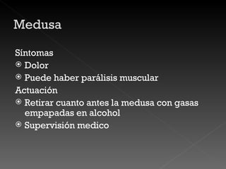 Síntomas Dolor  Puede haber parálisis muscular Actuación Retirar cuanto antes la medusa con gasas empapadas en alcohol Supervisión medico 