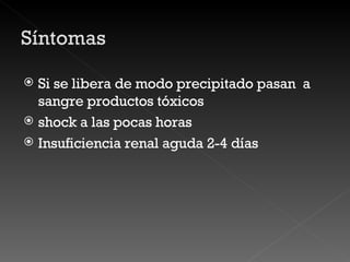 Si se libera de modo precipitado pasan  a sangre productos tóxicos shock a las pocas horas Insuficiencia renal aguda 2-4 días 