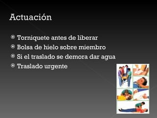 Torniquete antes de liberar Bolsa de hielo sobre miembro Si el traslado se demora dar agua Traslado urgente 