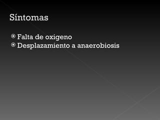 Falta de oxigeno Desplazamiento a anaerobiosis 