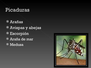 Arañas Avispas y abejas Escorpión Araña de mar Medusa 