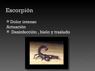 Dolor intenso Actuación Desinfección , hielo y traslado 