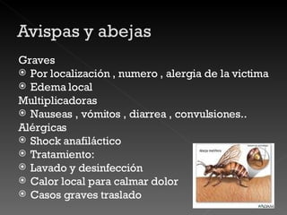 Graves Por localización , numero , alergia de la victima Edema local Multiplicadoras Nauseas , vómitos , diarrea , convulsiones.. Alérgicas Shock anafiláctico Tratamiento: Lavado y desinfección Calor local para calmar dolor Casos graves traslado 