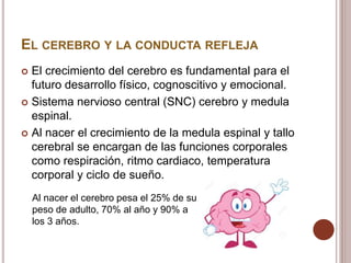 EL CEREBRO Y LA CONDUCTA REFLEJA
 El crecimiento del cerebro es fundamental para el
futuro desarrollo físico, cognoscitivo y emocional.
 Sistema nervioso central (SNC) cerebro y medula
espinal.
 Al nacer el crecimiento de la medula espinal y tallo
cerebral se encargan de las funciones corporales
como respiración, ritmo cardiaco, temperatura
corporal y ciclo de sueño.
Al nacer el cerebro pesa el 25% de su
peso de adulto, 70% al año y 90% a
los 3 años.
 