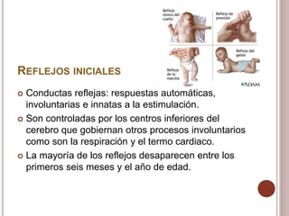 REFLEJOS INICIALES
 Conductas reflejas: respuestas automáticas,
involuntarias e innatas a la estimulación.
 Son controladas por los centros inferiores del
cerebro que gobiernan otros procesos involuntarios
como son la respiración y el termo cardiaco.
 La mayoría de los reflejos desaparecen entre los
primeros seis meses y el año de edad.
 