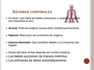 SISTEMAS CORPORALES
 Al nacer, casi todos los bebés comienzan a respirar en cuanto
son expuestos al aire.
 Anoxia: Falta de oxígeno (causa daño cerebral permanente)
 Hipoxia: Reducción del suministro de oxígeno
 Ictericia Neonatal: Ojos amarillos debido a la inmadurez del
hígado.
 Dentro del útero el feto depende del cordón umbilical.
 Los bebés succionan de manera instintiva.
 Los esfínteres se abren automáticamente
 