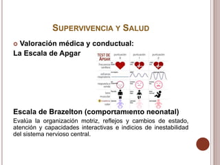 SUPERVIVENCIA Y SALUD
 Valoración médica y conductual:
La Escala de Apgar
Escala de Brazelton (comportamiento neonatal)
Evalúa la organización motriz, reflejos y cambios de estado,
atención y capacidades interactivas e indicios de inestabilidad
del sistema nervioso central.
 