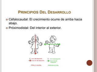 PRINCIPIOS DEL DESARROLLO
 Céfalocaudal: El crecimiento ocurre de arriba hacia
abajo.
 Próximodistal: Del interior al exterior.
 