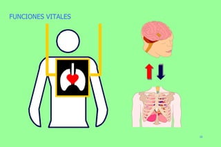 FUNCIONES VITALES 