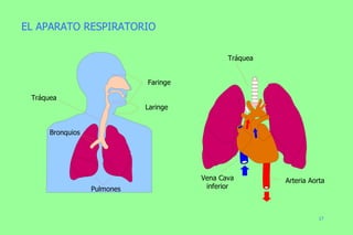 EL APARATO RESPIRATORIO Tráquea Vena Cava inferior Arteria Aorta Tráquea Faringe Laringe Bronquios Pulmones 