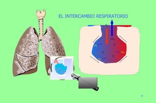 O 2 CO 2 CO 2 CO 2 CO 2 O 2 O 2 O 2 EL INTERCAMBIO RESPIRATORIO 