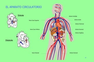 Arteria Carótida Arteria Aorta Arteria Pulmonar Arteria Humeral Arteria Hepática Vena Cava Superior Vena Cava Inferior Arteria Femoral Vena Femoral EL APARATO CIRCULATORIO Diástole Sístole 